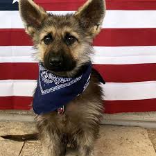 We would like to show you a description here but the site won't allow us. Warum Dieser Hund Fur Immer Ein Welpe Bleiben Wird Gala De