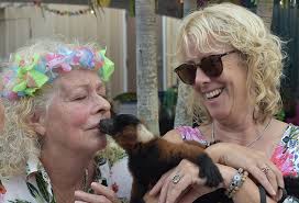 Animals and humans mingle at Big Cat Habitat's Liger Luau