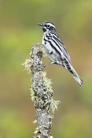 Black And White Spotted Bird In Michigan Black And White Warbler Michigan In 2020 Beautiful Birds Colorful Birds Black And White