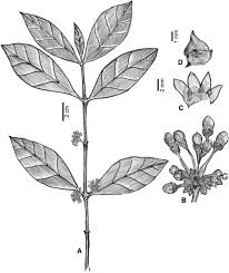 Image result for Pyrostria