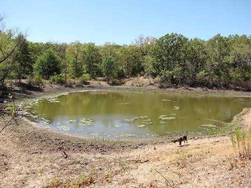 Pond surface showing organic foam and discolouration — signs of compromised aeration and elevated organic load