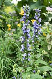 Image result for Lobelia pteropoda