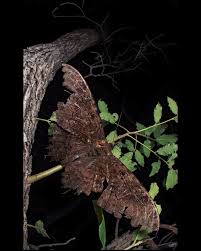 Image result for Tridactyle virgula