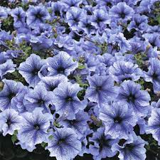 Daddy Blue Releases A Deep Vanilla Scent In Late Afternoon And Into The Evening You Can Sniff The Perf Petunias Petunia Flower Container Gardening Vegetables