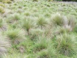 Image result for Aristida stipoides