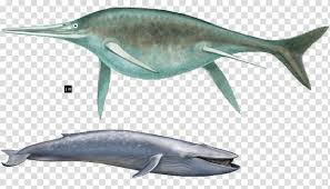 But is it the largest to have ever inhabited this planet? Tucuxi Short Beaked Common Dolphin Common Bottlenose Dolphin Ichthyosaur Rough Toothed Dolphin Megalodon Vs Mosasaurus Transparent Background Png Clipart Hiclipart