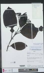 Image result for Psydrax mutimushii