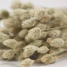 Image result for Phalaris