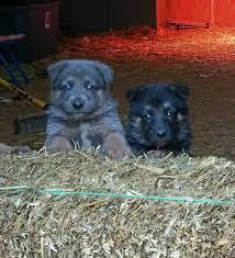 Located in port huron, michigan. M M Mountain Shepherds Akc German Shepherds Home Facebook