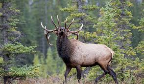 Taking My 6.5 Creedmoor For Elk...Am I Crazy?? - 24Hourcampfire