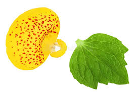 Image result for Calceolariaceae