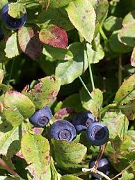 Image result for Vaccinium madagascariense