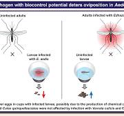 Graphical Abstract