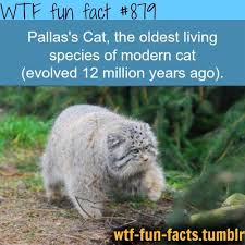 Animals Facts Stuffs Hayvanlar Kedi Hayvanlar Alemi