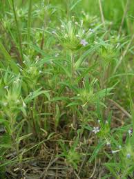 Image result for Polemoniaceae