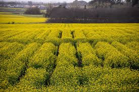 Sunrise amongst the canola fields 🌼~~~~~~~~~~~~~~~~~~~~~~~~~~~ #cardinia #casey  #berwick #canolafields #canola #spring #weatherzone #postcards  #yarraanddandenongranges #bom❤️weather #visityarravalley #gw_australia  #ig_countryside #countrylife ...