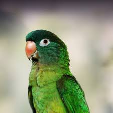 Small Conure Care Sheet | Petmd