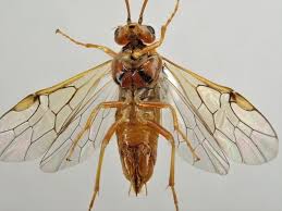 Image result for Pteronia acuminata
