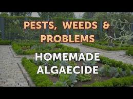 homemade algaecide you