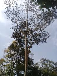 Image result for Polyscias fulva