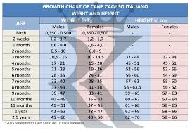 Cane Corso Growth Chart Male Goldenacresdogs Com