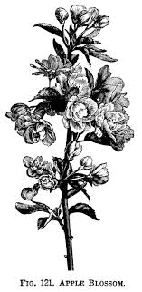 Vintage Botanical Free Black And White Botanical Prints Related Image Flower Illustration Flower Drawing Tree Illustration