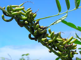 Image result for Indigofera subulata