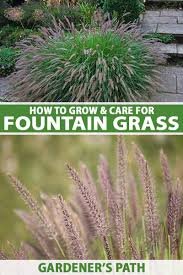 Watering Ornamental Grass | Plant Addicts
