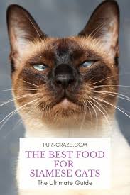Maybe you would like to learn more about one of these? The Best Food For Siamese Cats The Ultimate Guide Purr Craze