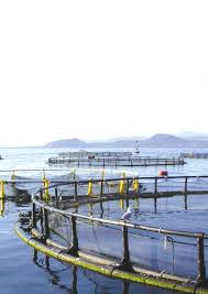 Https Www Researchgate Net Profile Richard Corner Publication 281449591 Arabic Version Guidelines And Criteria On Technical And Environmental Aspects Of Cage Aquaculture Site Selection In The Kingdom Of Saudi Arabia Links 5bf57b9b92851c6b27d1522c Arabic Version Guidelines And Criteria On Technical And Environmental Aspects Of Cage Aquaculture Site Selection In The Kingdom Of Saudi Arabia Pdf