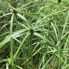 Image result for Kyllinga stenophylla