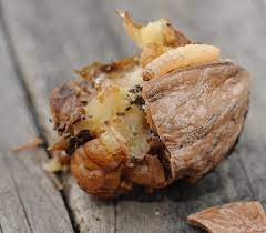 Navel Orangeworm Navel orangeworm, amyelois transitella navel orangeworm (now) is the most common worm pest found in harvested walnuts and is usually regarded as the cause of worm damage and reason for reduced grade. navel orangeworm