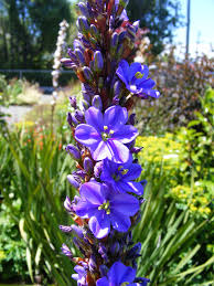 Image result for Aristea