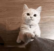 Https Encrypted Tbn0 Gstatic Com Images Q Tbn And9gcs Yjoebclqnvtxkzqjsa 1l87pxjn4tm4ajw Usqp Cau