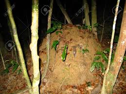 Taman negara (national park) is the first and the oldest official protected jungle. Insects In Taman Negara National Park Malaysia Stock Photo Picture And Royalty Free Image Image 128925612