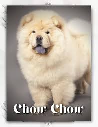 Image result for chow chow
