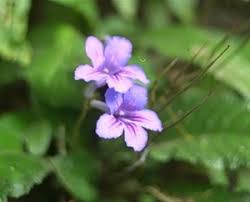Image result for Streptocarpus umtaliensis