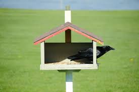 Search for recordings of that bird's distress call. Keeping Blackbirds Out Of Bird Feeders Thriftyfun