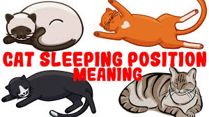 One of my cats sure likes sleeping on his backs more often when he's been hanging out in a sun spot on the ground and decides to switch positions before extending. What Do Common Cat Sleeping Positions Mean Litter Robot Blog
