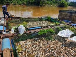 Ikan jenis arapaima ditemukan terdampar mati di sungai sabah, kinabalu, malaysia. Punca Ribuan Ikan Patin Mati Jadi Tanda Tanya