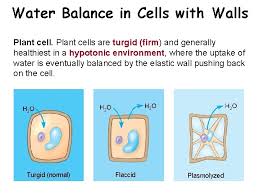The opposite of a turgid state is a flaccid state. 2 8 Tonicity And Osmoregulation 1 Effects Of