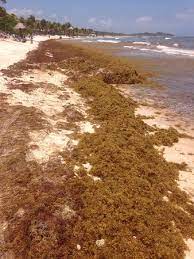 Yo creo que lo más molestoso es ver las preciosas playas blancas de cancún y riviera. Red De Monitoreo Del Sargazo Cancun Picture Of Grand Palladium Colonial Resort Spa Akumal Tripadvisor
