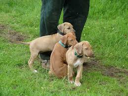 Puppies Apacheridge Ranch Rhodesian Ridgebacks 360 686 1151 Rhodesian Ridgeback Rhodesian Ridgeback Puppies Puppies