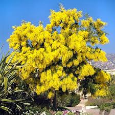 Image result for Acacia dealbata