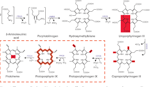 Image result for Heme