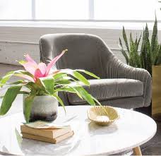 In the living room, place an occasional table next to your sofa or lounger and use it as a chic cocktail bar. 21 Best Coffee Table Plants To Grow Indoors Balcony Garden Web
