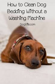 How To Clean A Dog Bed Without A Washing Machine Dogvills Dog Has Diarrhea Diarrhea In Dogs Dog Diarrhea Remedy