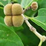 Image result for Grewia glandulosa