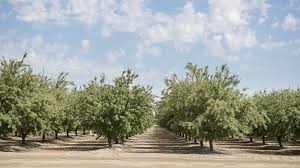 Find & download free graphic resources for pistachio. Are Pistachios The Nut Of The Future Grist