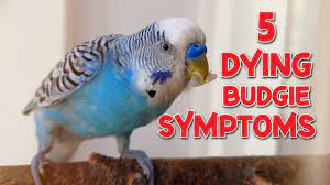 How To Help A Sick Budgie - Youtube
